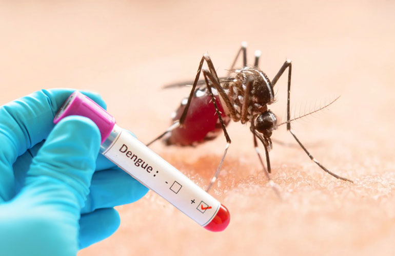 ডেঙ্গুতে প্রাণ গেল আরো সাতজনের মৃত্যু, শনাক্ত ৫৯৬